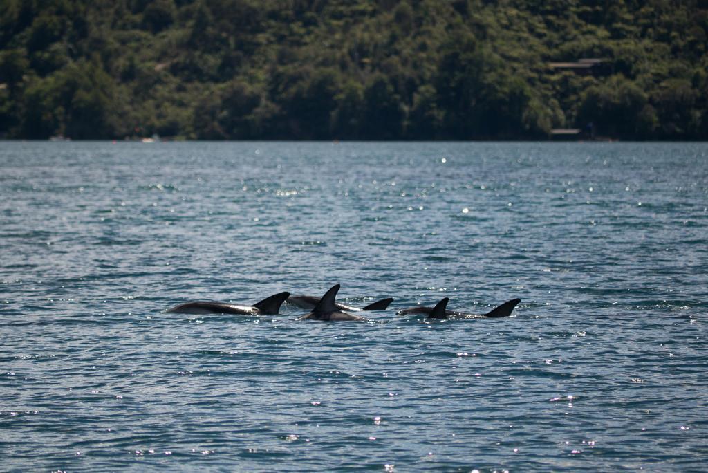 Lochmara Lodge - 20Mins By Boat From Picton Lochmara Bay Exterior foto